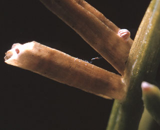 Larch Casebearer egg-needle case